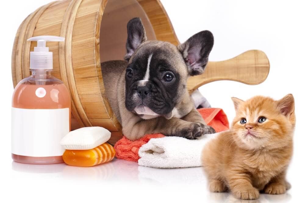 puppy and kitten posing with pet care products