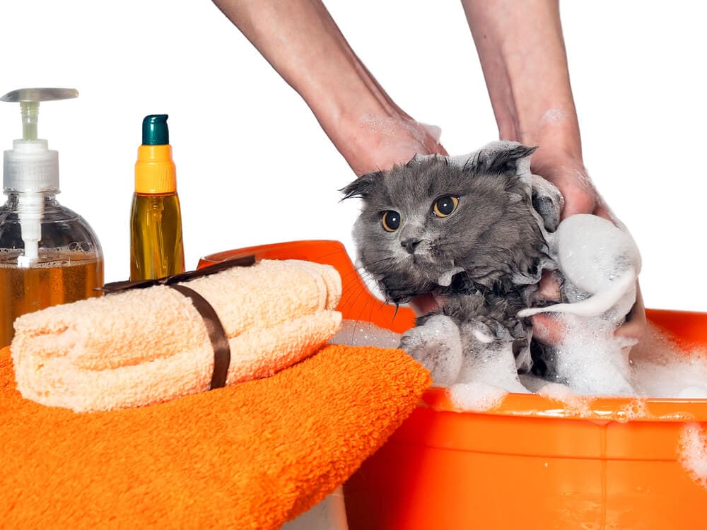 bathing-a-cat-with-shampoo-and-conditioner