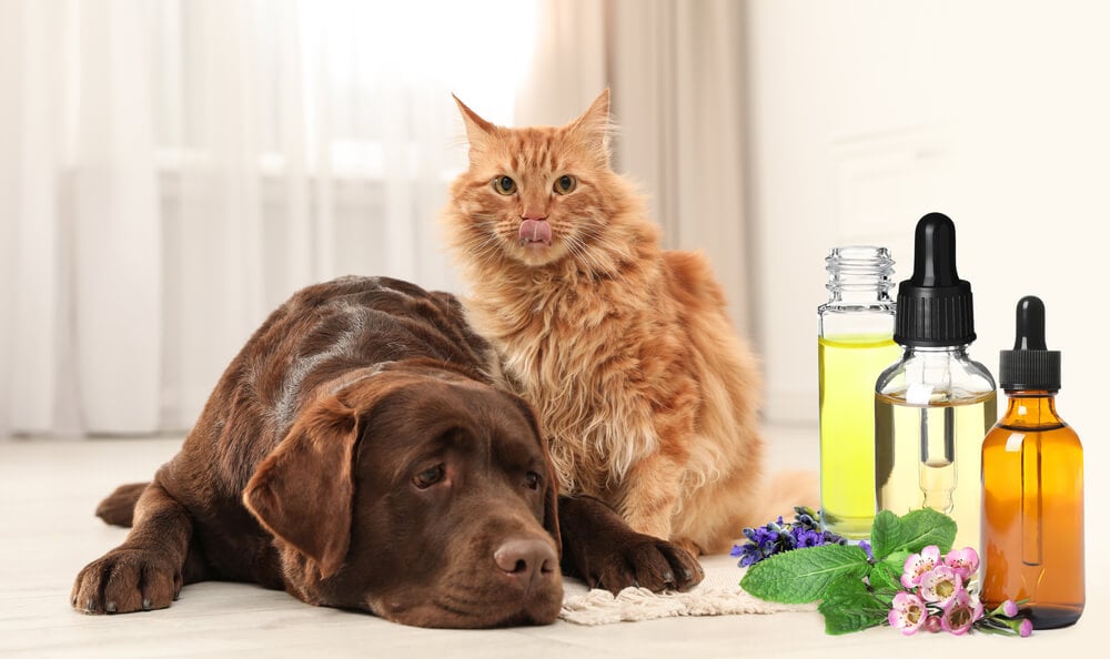 fragrance-oils-near-a-dog-and-a-cat